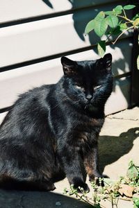 Cat sitting on a wall