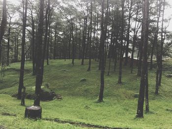 Trees on field in forest