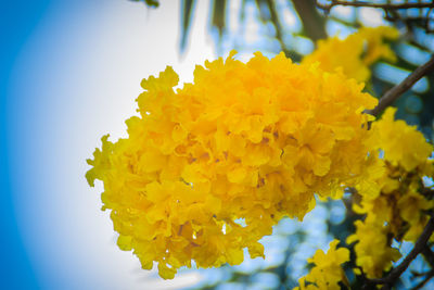 Close-up of yellow flowering plant