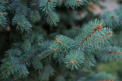 Close-up of pine tree