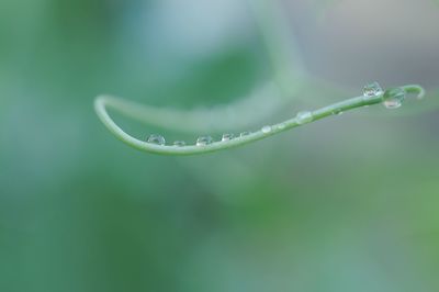 Close-up of raindrops on leaf