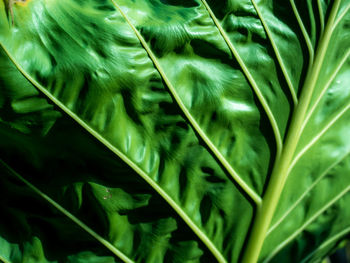 Full frame shot of green leaves