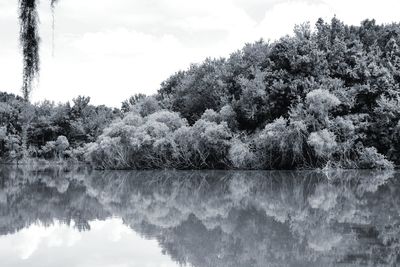 Trees by lake against sky