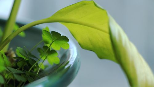 Close-up of potted plant growing outdoors