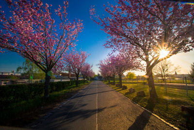 Road amidst trees in park against sky