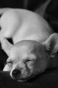 Close-up of cute puppy sleeping on sofa