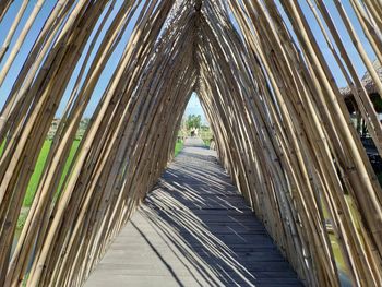 Low angle view of bamboo on footpath