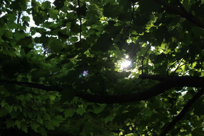 Low angle view of tree