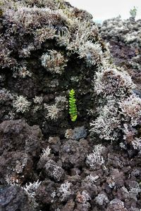 Close-up of plants