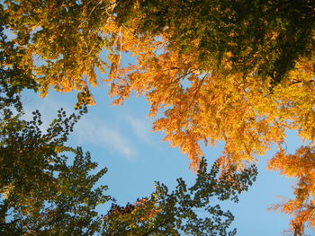 Low angle view of trees against blue sky