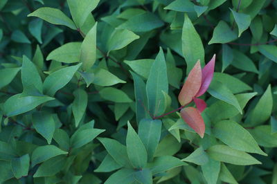 Full frame shot of leaves