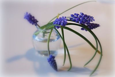 Close-up of purple flowers in vase