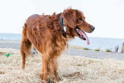 Dog on the beach