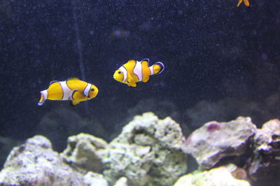 Close-up of yellow fish underwater