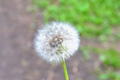 Close-up of dandelion