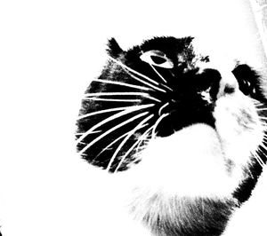 Close-up of over white background