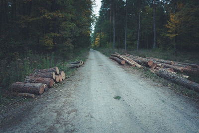 Tree trunks lying on the dirt road in the forest