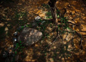 High angle view of trees by the lake