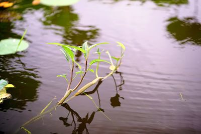 Close-up of water lily in lake