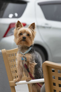 Portrait of dog on chair