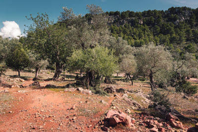 Trees on landscape against sky