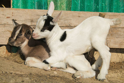 High angle view of a goat