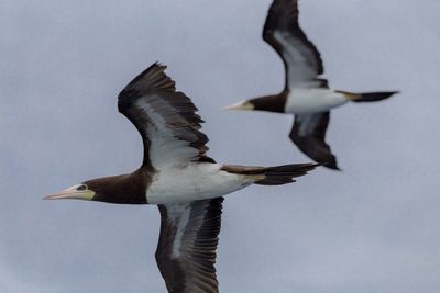 Birds flying over black background