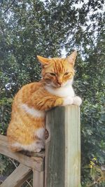 Close-up of ginger cat sitting on wood