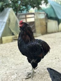 Close-up of a rooster on the land