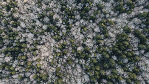 Aerial view of trees during winter