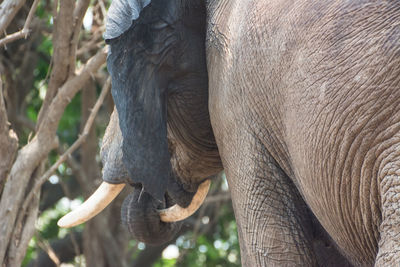 Close-up of elephant eating