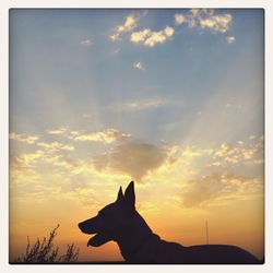 Silhouette of dog at sunset