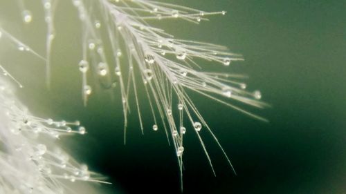 Close-up of water drops on spider web