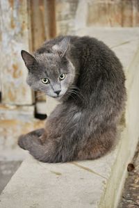 Close-up of cat looking away