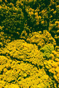 High angle view of yellow flowering plants on field