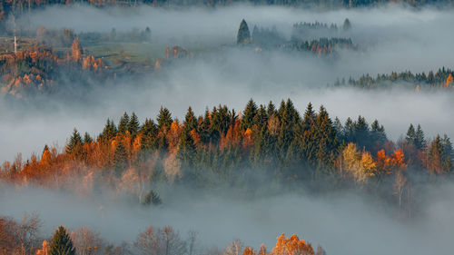 Panoramic view of trees in forest during autumn