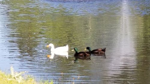 Swans swimming in lake