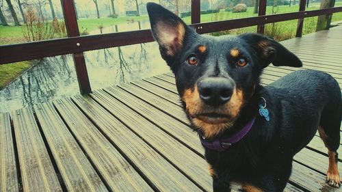 High angle view of dog standing on footbridge over lake