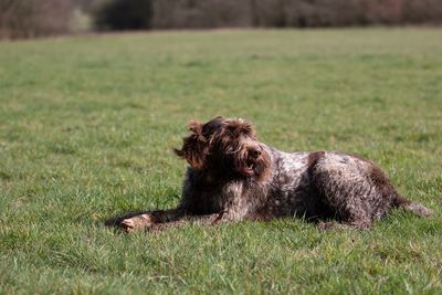 Dog sitting on field