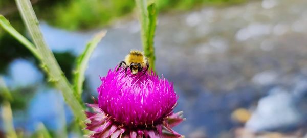 Close-up of bee pollinating on purple flower