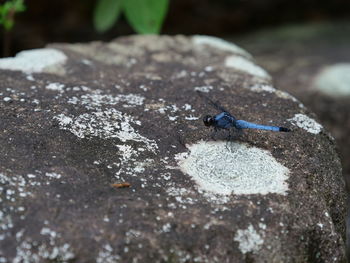 Close-up of housefly on rock