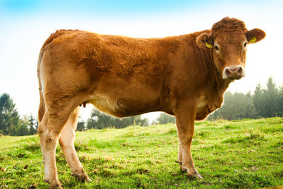 Cow standing in a field