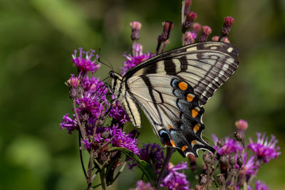 Close-up of butterfly perching on flower