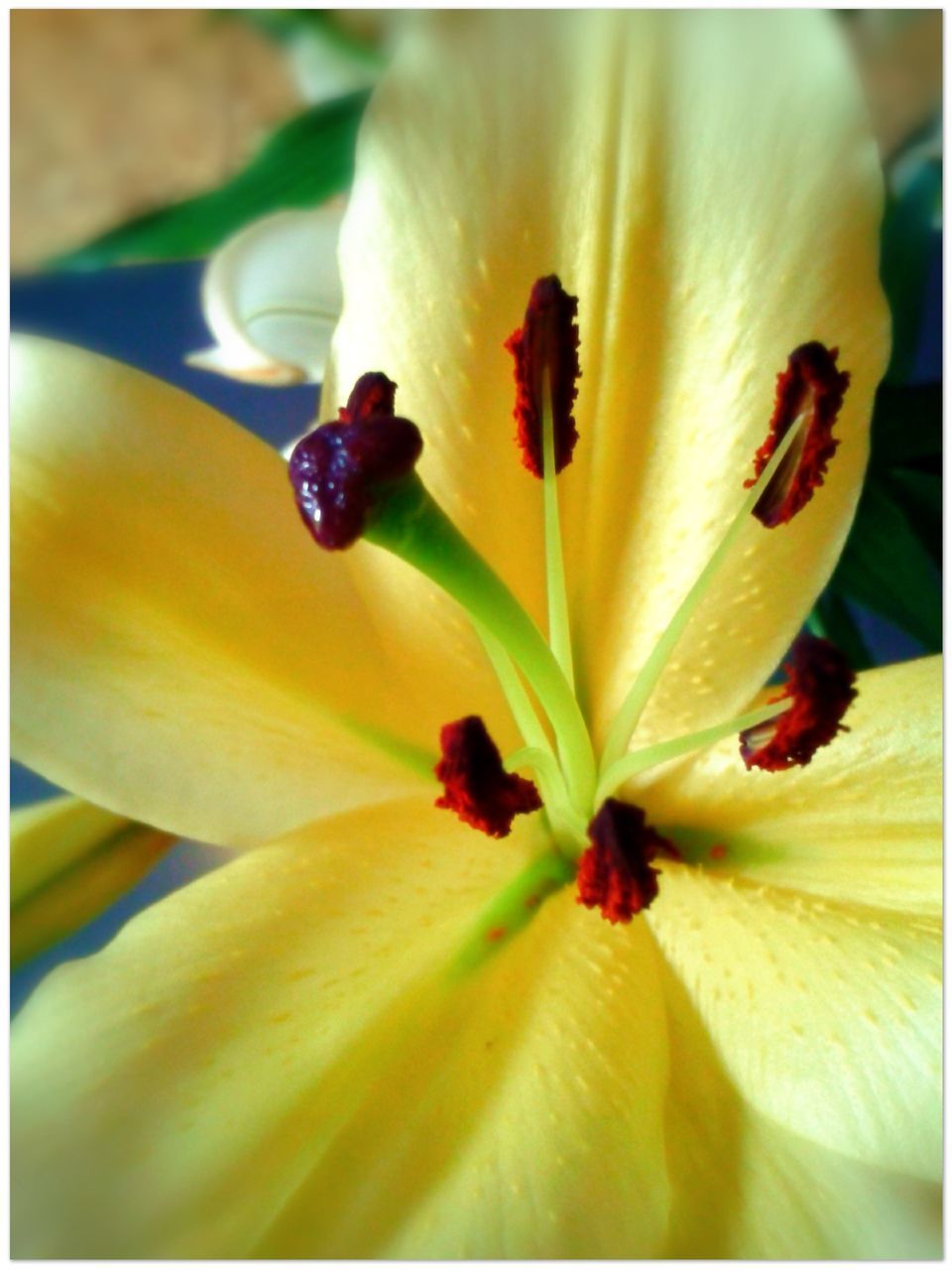 FULL FRAME SHOT OF YELLOW DAY LILY