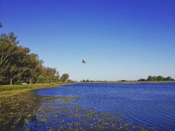 Birds flying over lake against clear blue sky