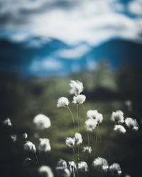 Close-up of white flowering plant on field