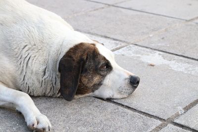 High angle view of dog resting on footpath