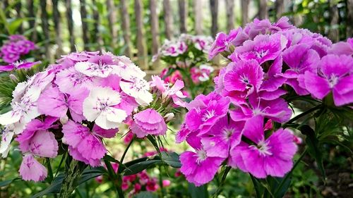 Close-up of pink flowers