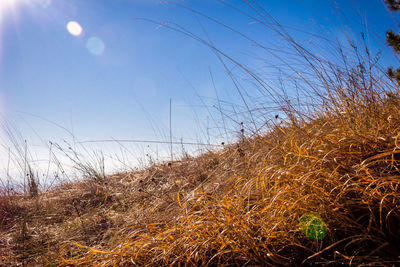 Scenic view of field against clear sky