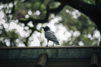 Low angle view of pigeon perching on railing